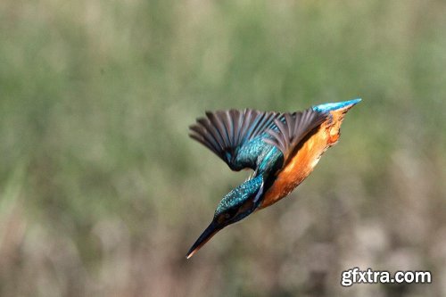  Getting Started Photographing Wildlife with Simon Whalley