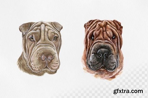 Watercolor Shar Pei Dog Set