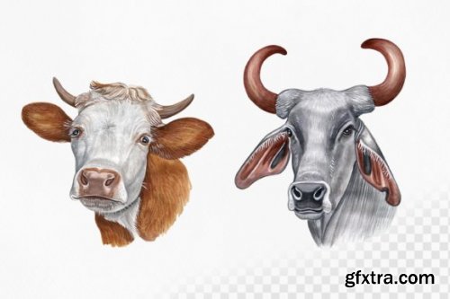 Watercolor Set 8 Cows Ox Illustrations