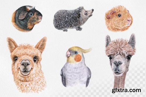 Watercolor Set Cute PET Illustrations