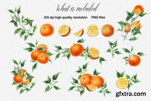 Watercolor Orange Fruit Clipart PNG