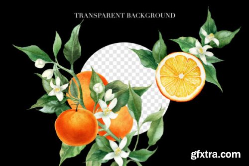 Watercolor Orange Fruit Clipart PNG