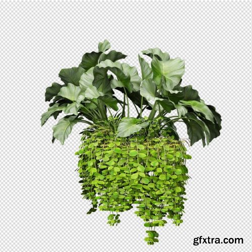 Isolated plant isometric front view