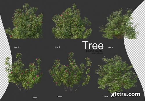 Beautiful various types of trees