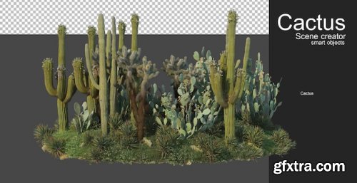 Cactus garden