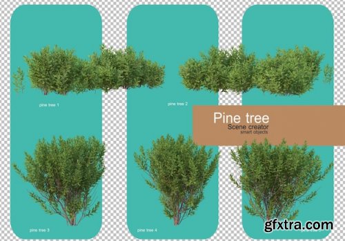 Various forms of pine trees 