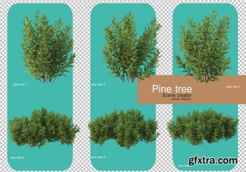 Various forms of pine trees 