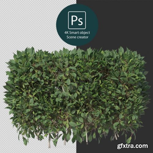 3d rendering various types of bush and hedges 02