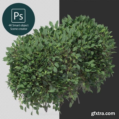 3d rendering various types of bush and hedges 02