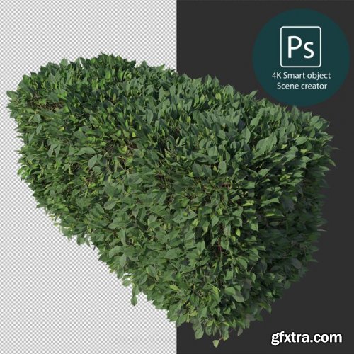 3d rendering various types of bush and hedges 02