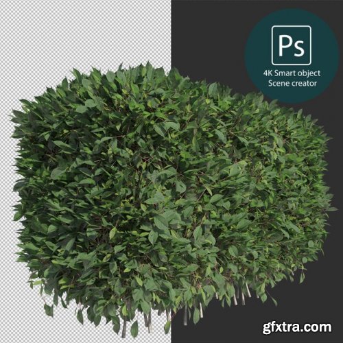 3d rendering various types of bush and hedges 02