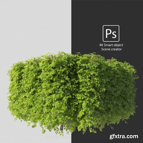 3d rendering various types of bush and hedges 04