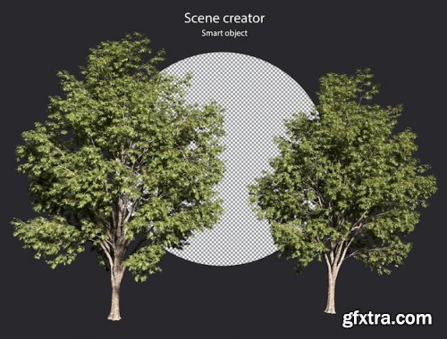 Various types of tree plants