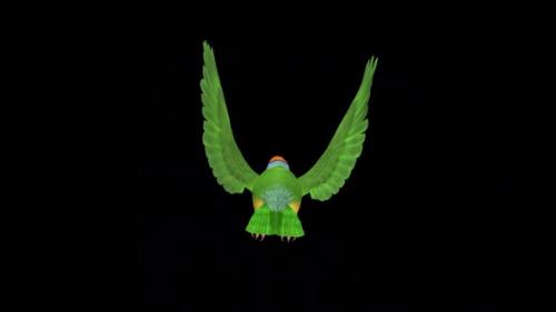 Videohive - Rainbow Finch - Flying Bird - Back View - Transparent Loop - 37515410 - 37515410