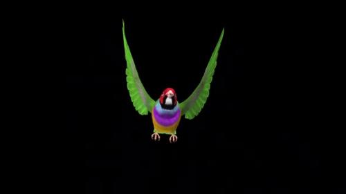 Videohive - Rainbow Finch - Flying Bird - Front View - Transparent Loop - 37515412 - 37515412
