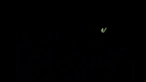 Videohive - Rainbow Finch - Bird Flying Around - Transparent Loop - 37515413 - 37515413