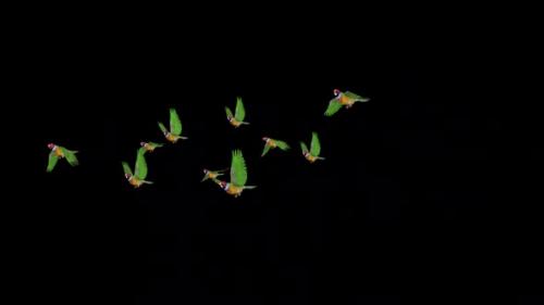 Videohive - Rainbow Finches - Flock of 10 Birds - Flying Transition - Front Angle - Alpha Channel - 37515418 - 37515418