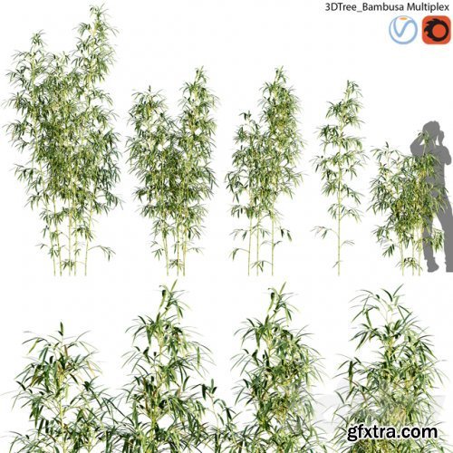 Bambusa Multiplex - Hedge Bamboo 01