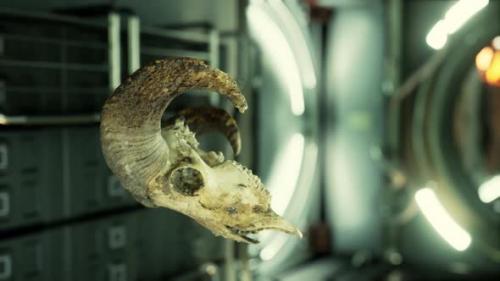 Videohive - Skull of Dead Ram in International Space Station - 37798193 - 37798193