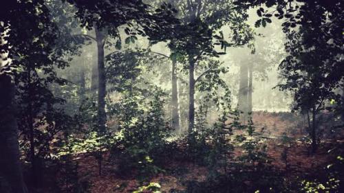 Videohive - Summer Fog in the Forest - 37798246 - 37798246