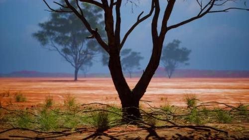 Videohive - Acacia Tree in African Savannah - 37805488 - 37805488