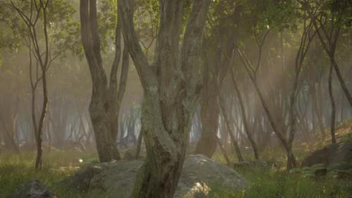 Videohive - Misty Morning in the Woods with Rays of Light in the Forest - 37937173 - 37937173