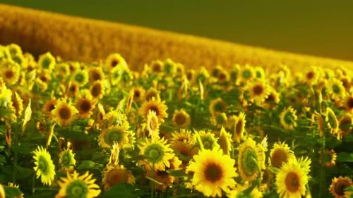 Videohive - Field of Blooming Sunflowers on a Background Sunset - 37937137 - 37937137