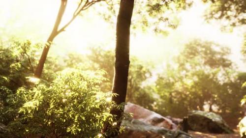 Videohive - Evening Forest with Sun and Volume Light - 37937200 - 37937200