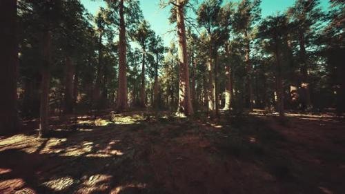 Videohive - Sequoia Tree in Yosemite National Park - 37937307 - 37937307