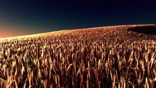 Videohive - Golden Wheat Field at Sunset - 37937720 - 37937720