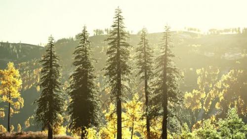 Videohive - Autumn Scandinavian Like Forest and Landscape with Vibrant Autumn Colors - 37937747 - 37937747