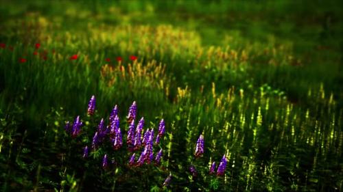 Videohive - Beautiful Meadow Field with Fresh Grass - 37938241 - 37938241