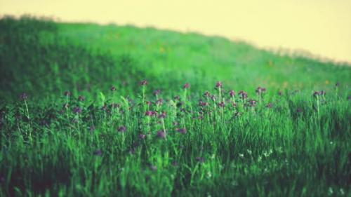 Videohive - Fresh Green Field and Blue Sky in Spring - 37938247 - 37938247