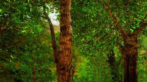 Videohive - Fairy Tale Spooky Looking Woods in a Misty Day - 37938393 - 37938393