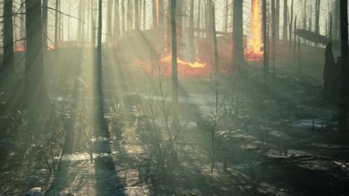 Videohive - Wildfire Burns Ground in Forest - 37938460 - 37938460