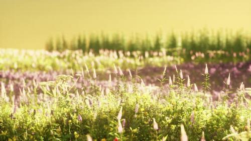 Videohive - Field with Flowers During Summer Sundown - 37938469 - 37938469