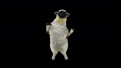 Videohive - 24 Sheep Dancing 4K - 37940253 - 37940253