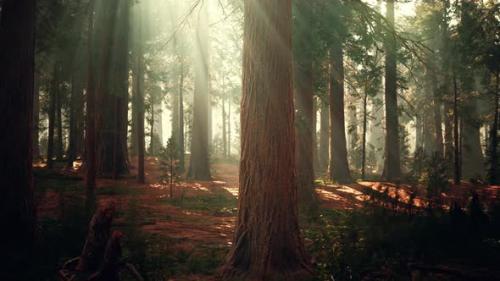 Videohive - Giant Sequoias in the Giant Forest Grove in the Sequoia National Park - 37991465 - 37991465