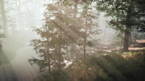 Videohive - Sunrays in a Forest on a Hazy Morning - 37961868 - 37961868