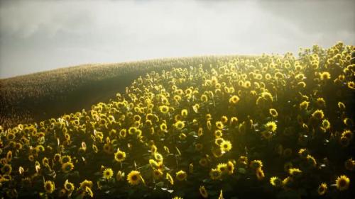 Videohive - Beautiful Sunflowers and Clouds in a Texas Sunset - 37964732 - 37964732