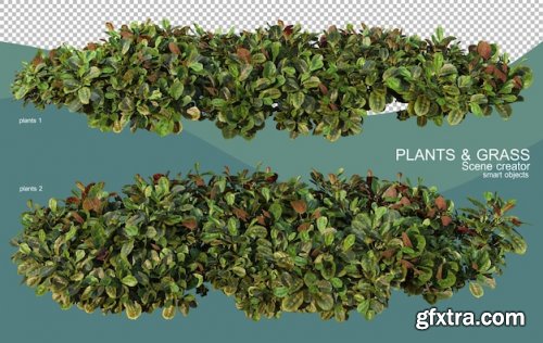 3d rendering of various plant arrangements