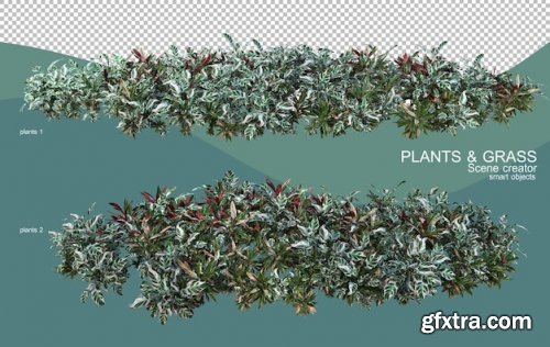 3d rendering of various plant arrangements