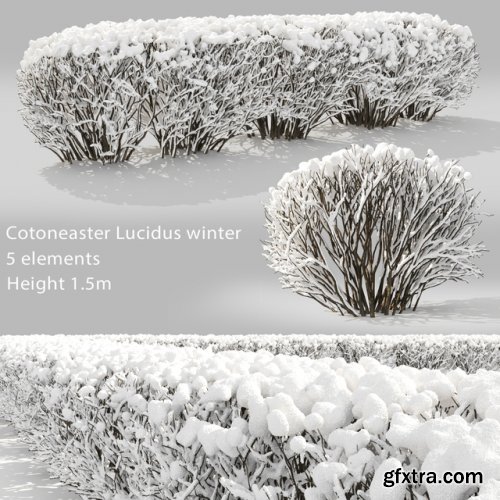 Cotoneaster winter