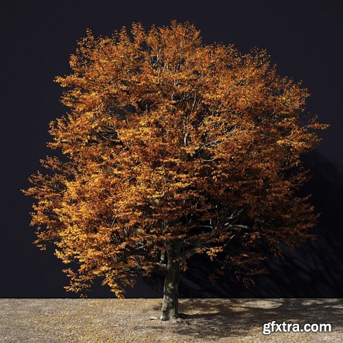 A Tree In Green And Autumn Colours