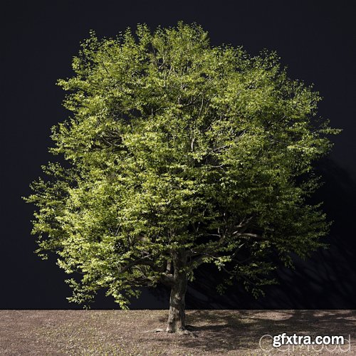 A Tree In Green And Autumn Colours