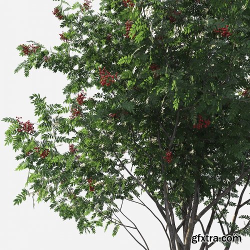 Rowan Tree