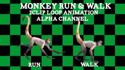 Videohive - Monkey Run Walk 2 Clip Loop - 38093414 - 38093414