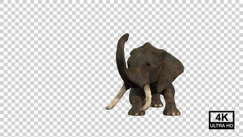 Videohive - Elephant Death Front View - 38057460 - 38057460