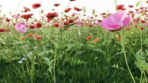 Videohive - 3D animation of meadow poppies and green grass 02 - 38189301 - 38189301