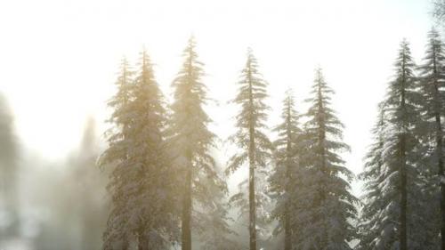 Videohive - Splendid Christmas Scene in the Mountain Forest - 38250772 - 38250772